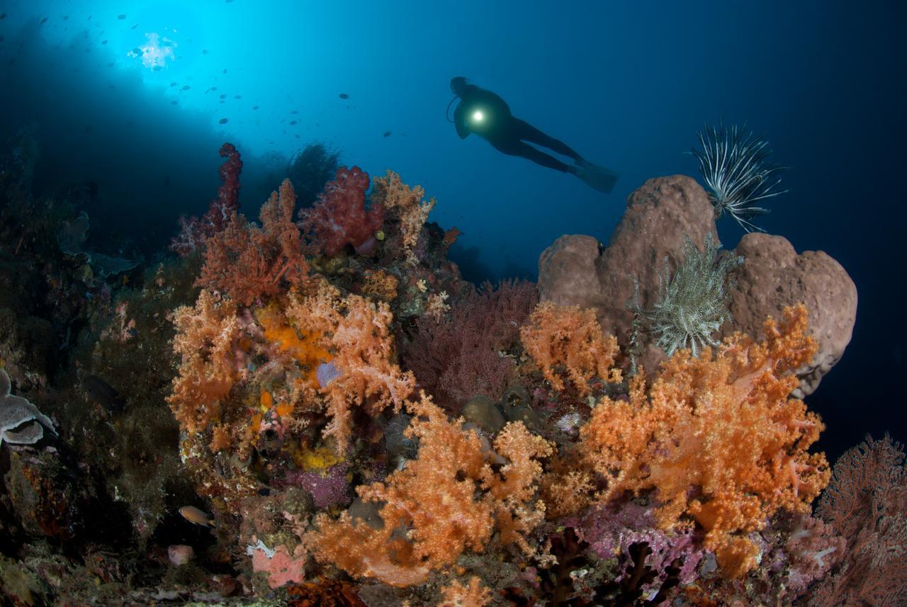 מנאדו Murex Dive Resort מראה חיצוני תמונה